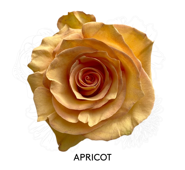 APRICOT