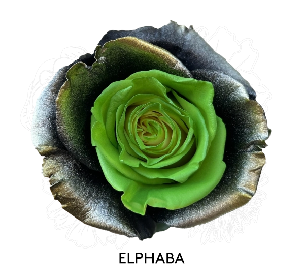 ELPHABA