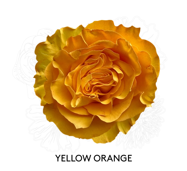 YELLOW ORANGE