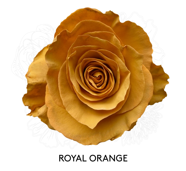 ROYAL ORANGE