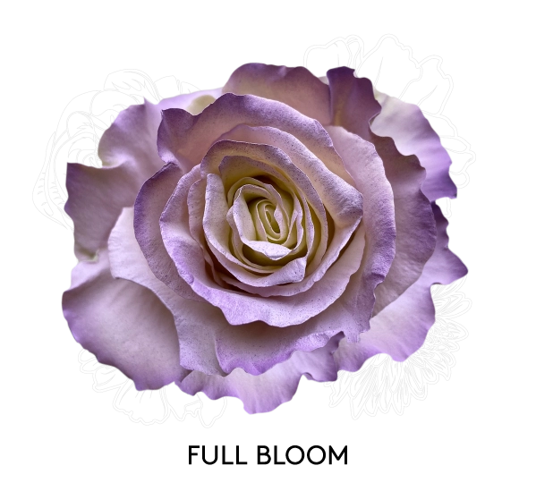 FULL BLOOM