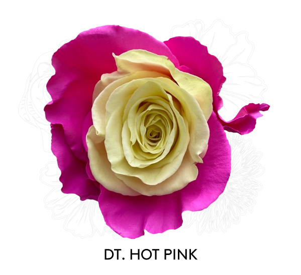 DT. HOT PINK