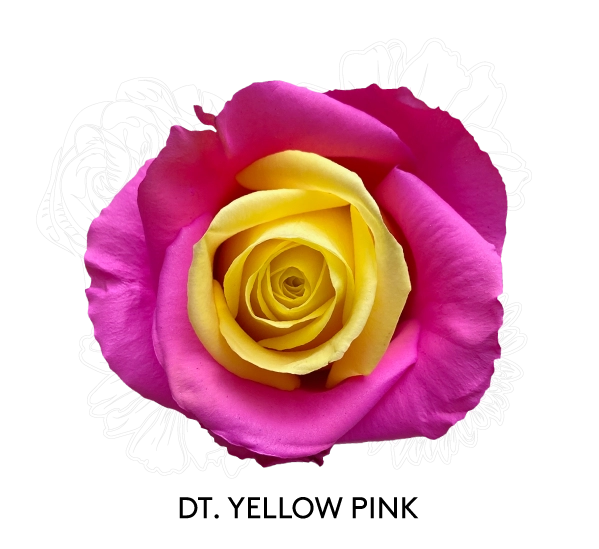 DT. YELLOW PINK