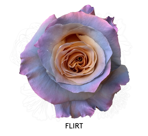 FLIRT