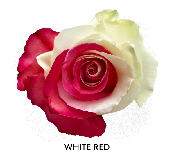 WHITE RED