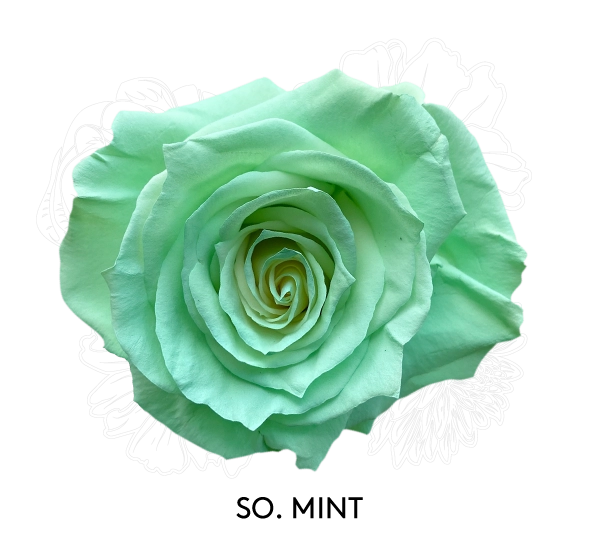SO. MINT