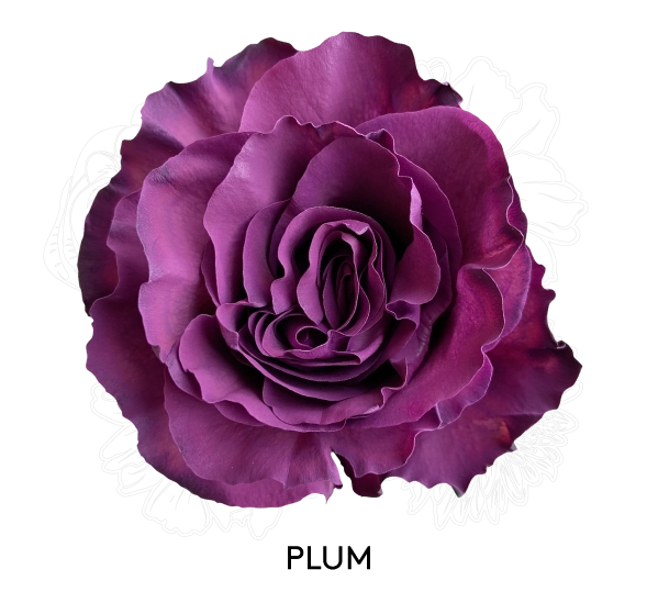 PLUM