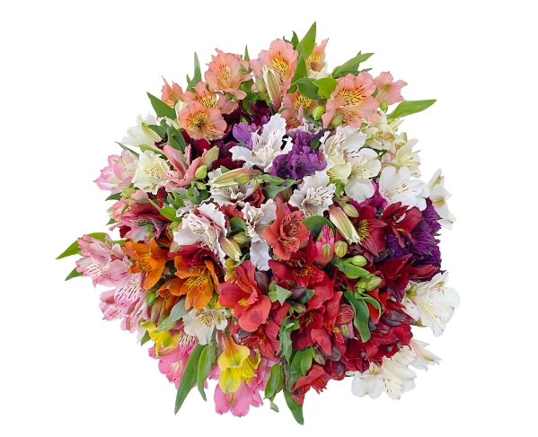 ALSTROEMERIA