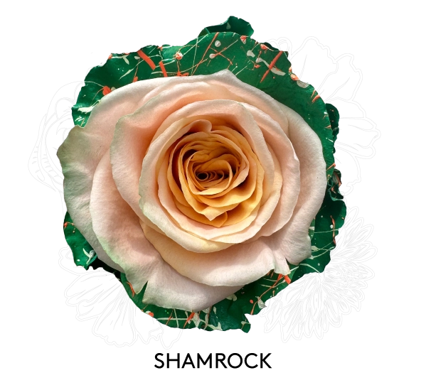 SHAMROCK