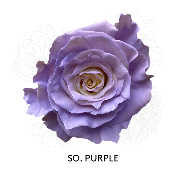 SO. PURPLE