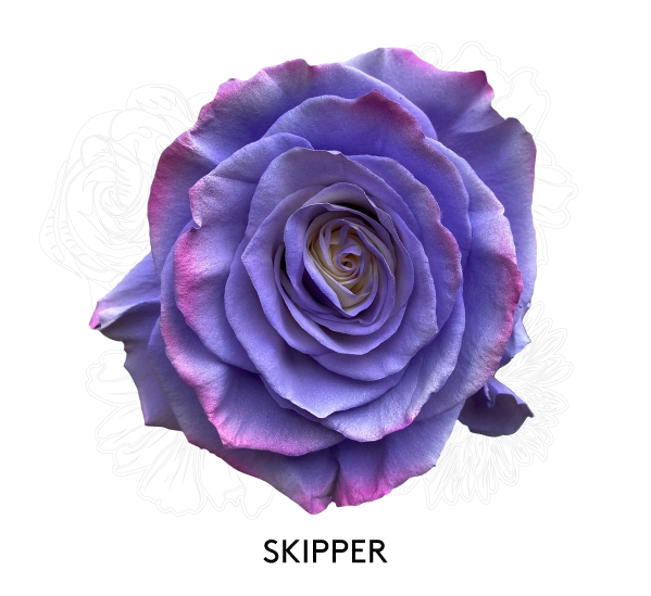 SKIPPER