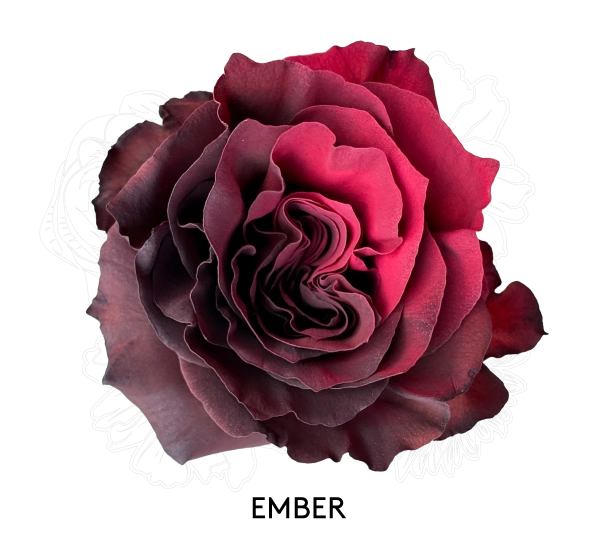 EMBER