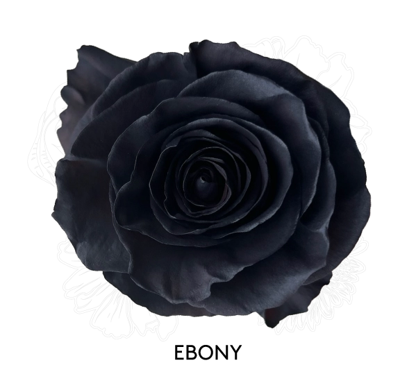 EBONY