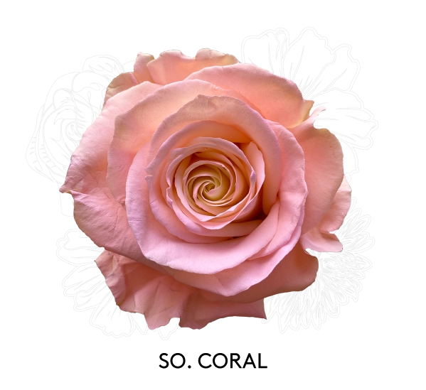 SO. CORAL