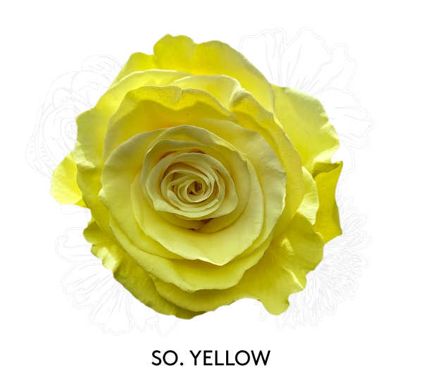 SO. YELLOW