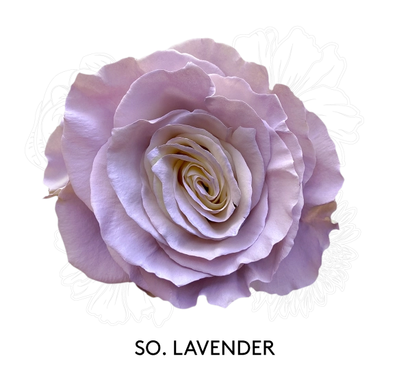 SO. LAVENDER