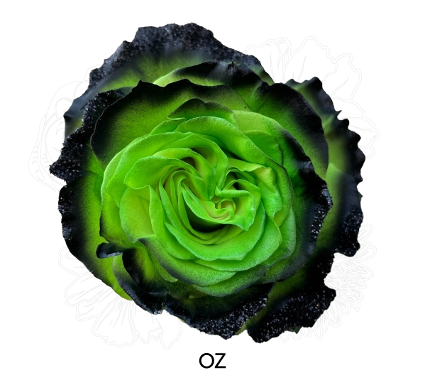 OZ