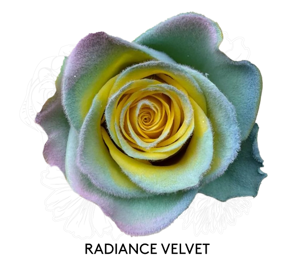 RADIANCE VELVET