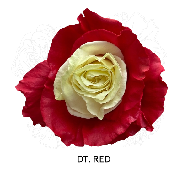DT.  RED