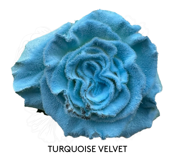 TURQUOISE VELVET