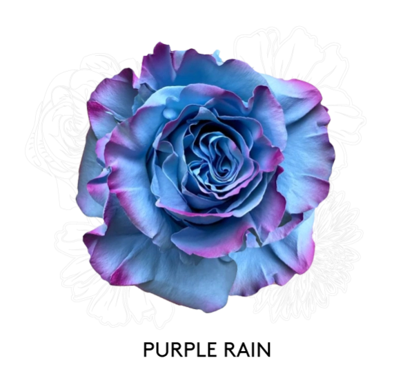 PURPLE RAIN