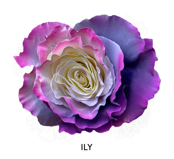 ILY