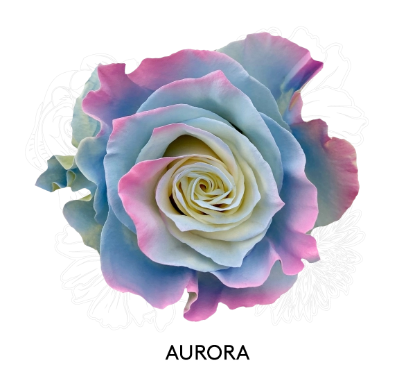 AURORA