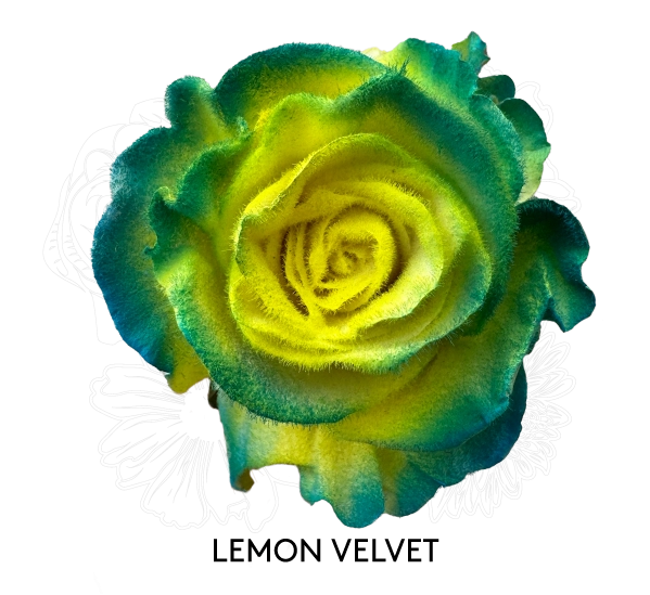 LEMON VELVET