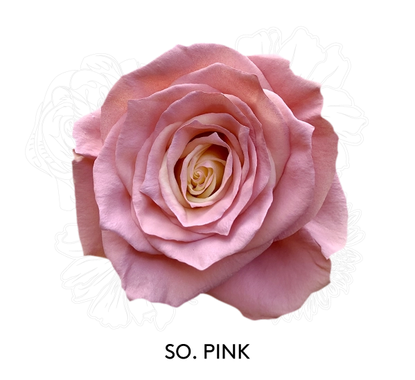 SO. PINK