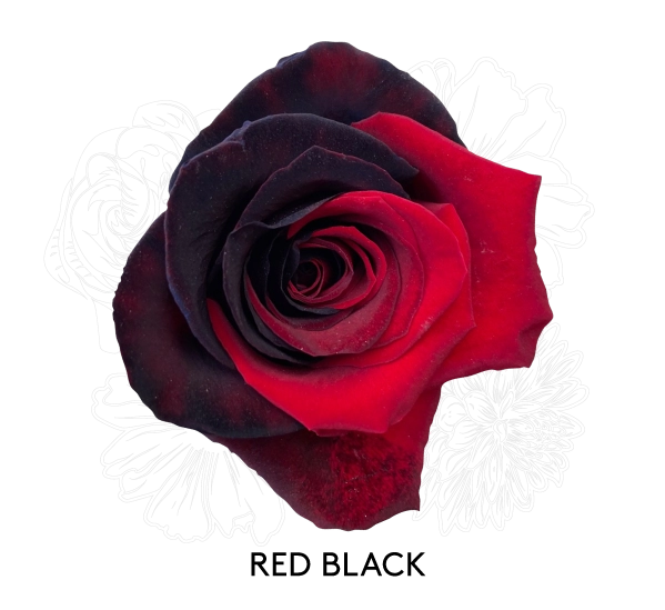 RED BLACK