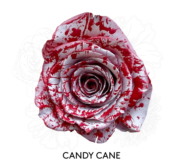 CANDY CANE
