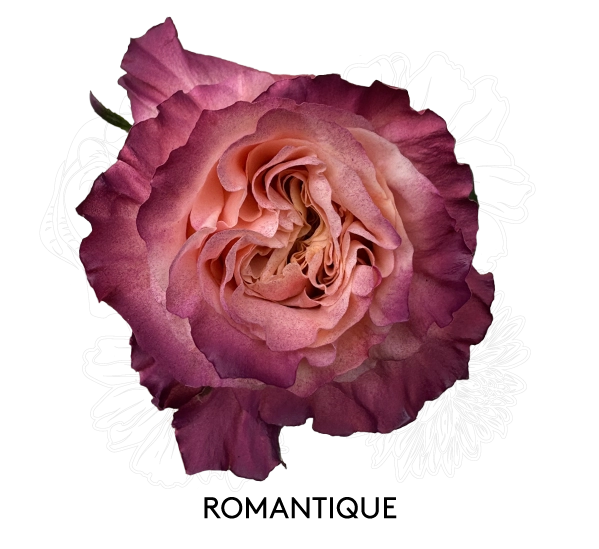 ROMANTIQUE