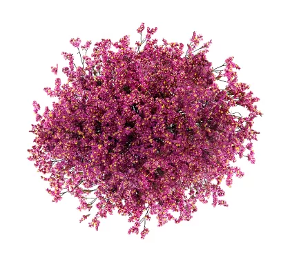 LIMONIUM