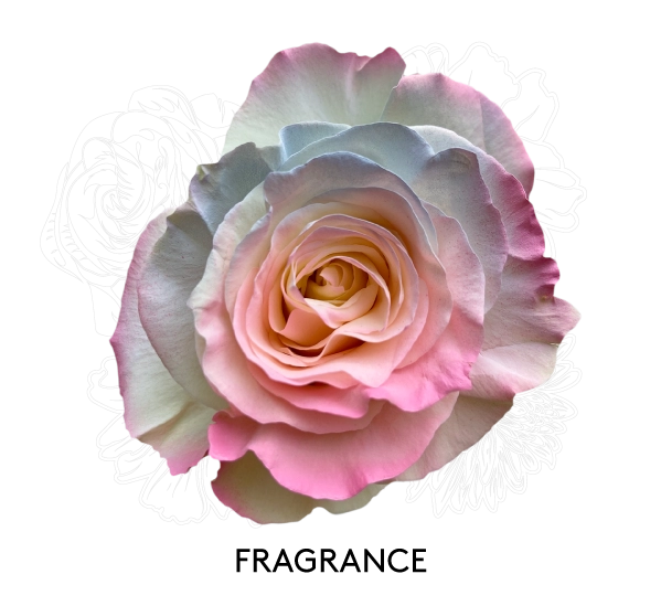 FRAGRANCE