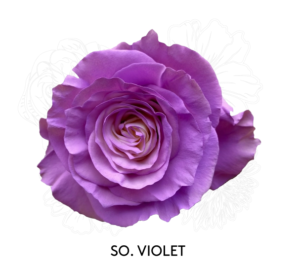 SO. VIOLET