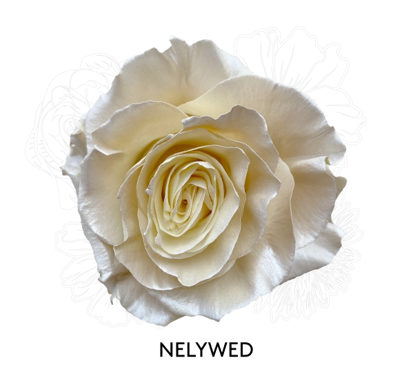 NELYWED