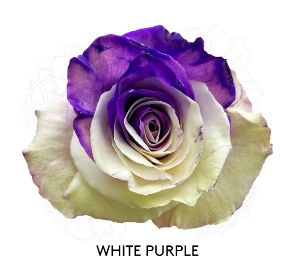 WHITE PURPLE
