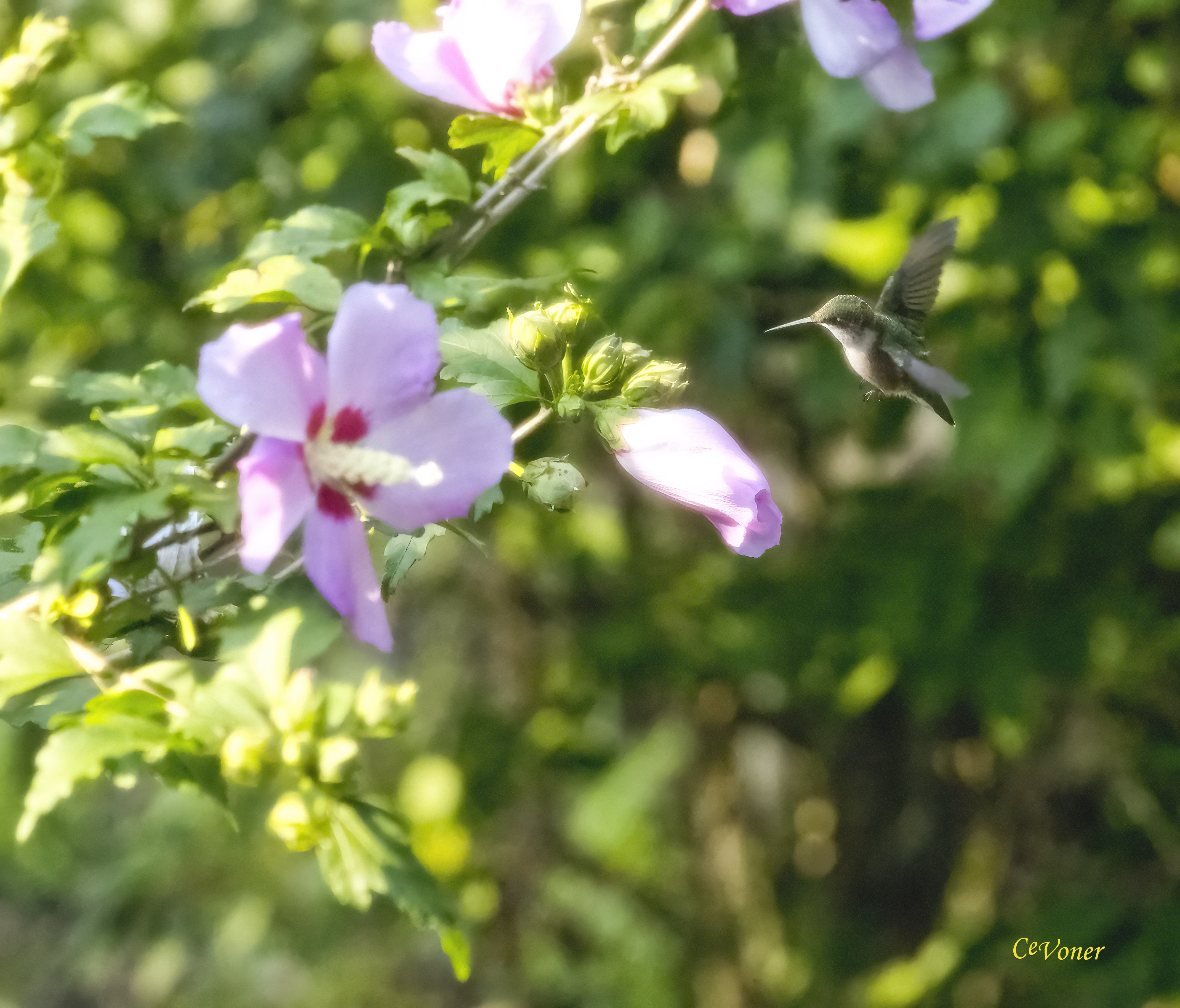 Humming Bird in summer