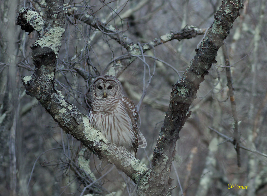 Barred Owl at Parker River