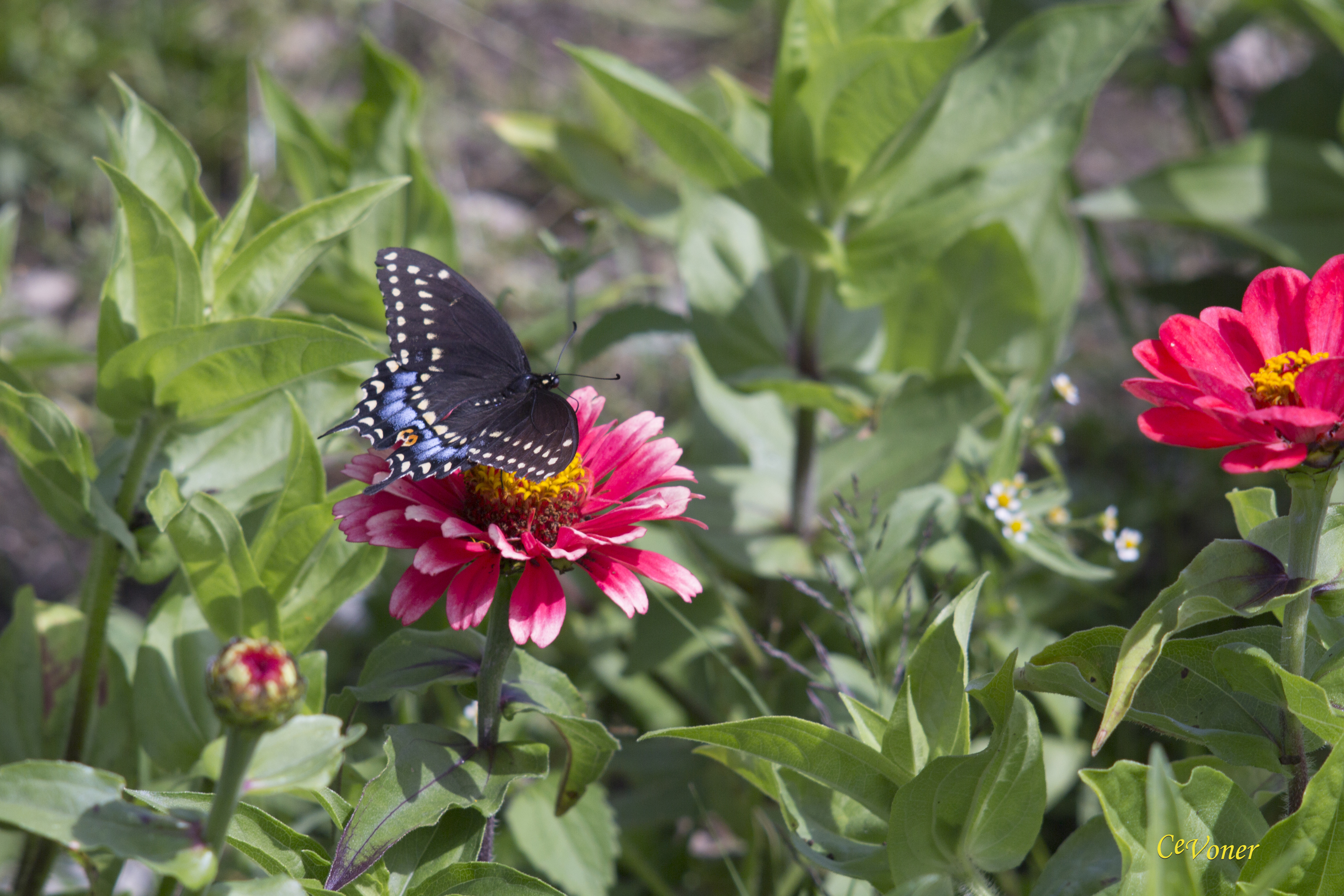 Butterfly in Vermont