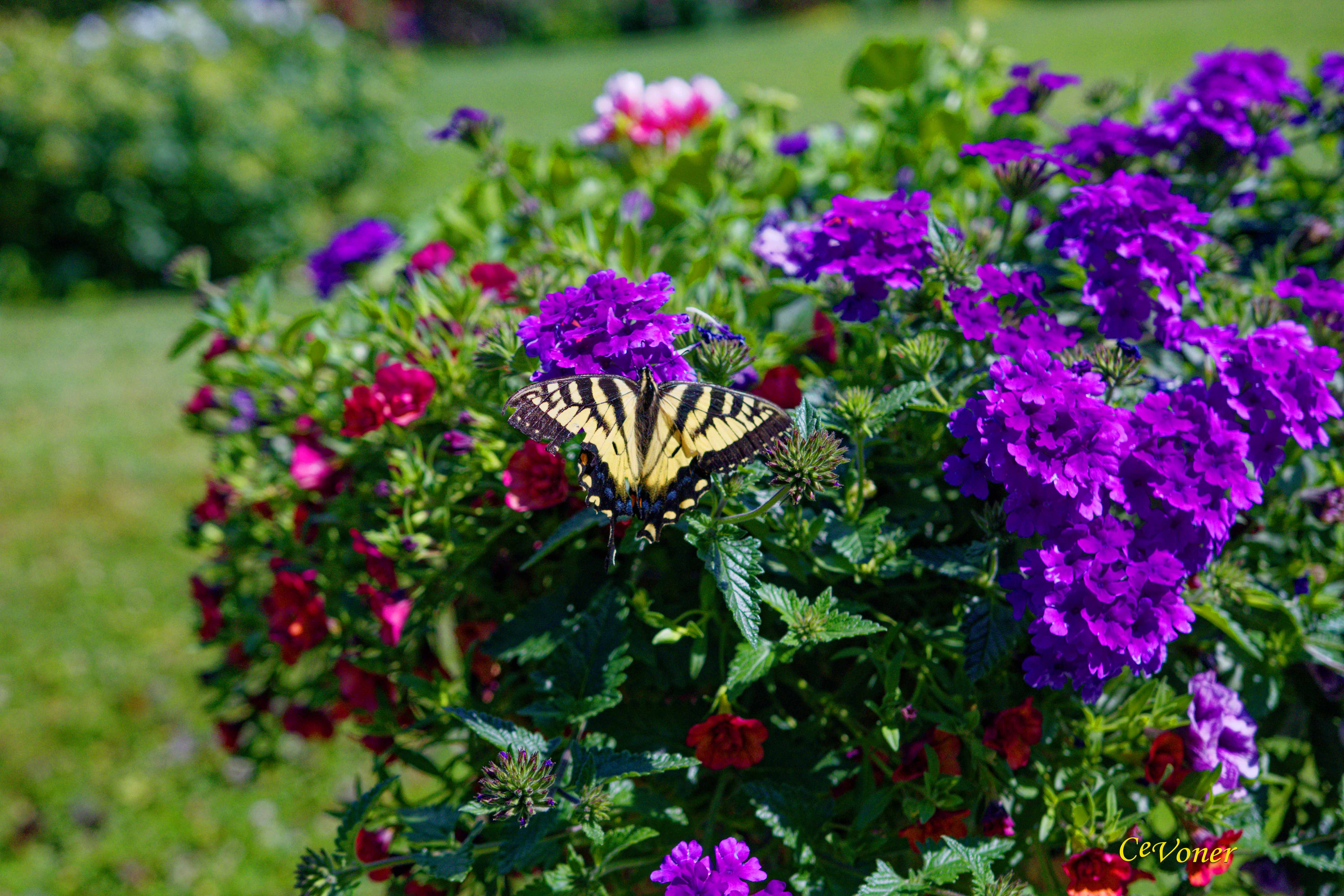 Colorful Garden Flowers