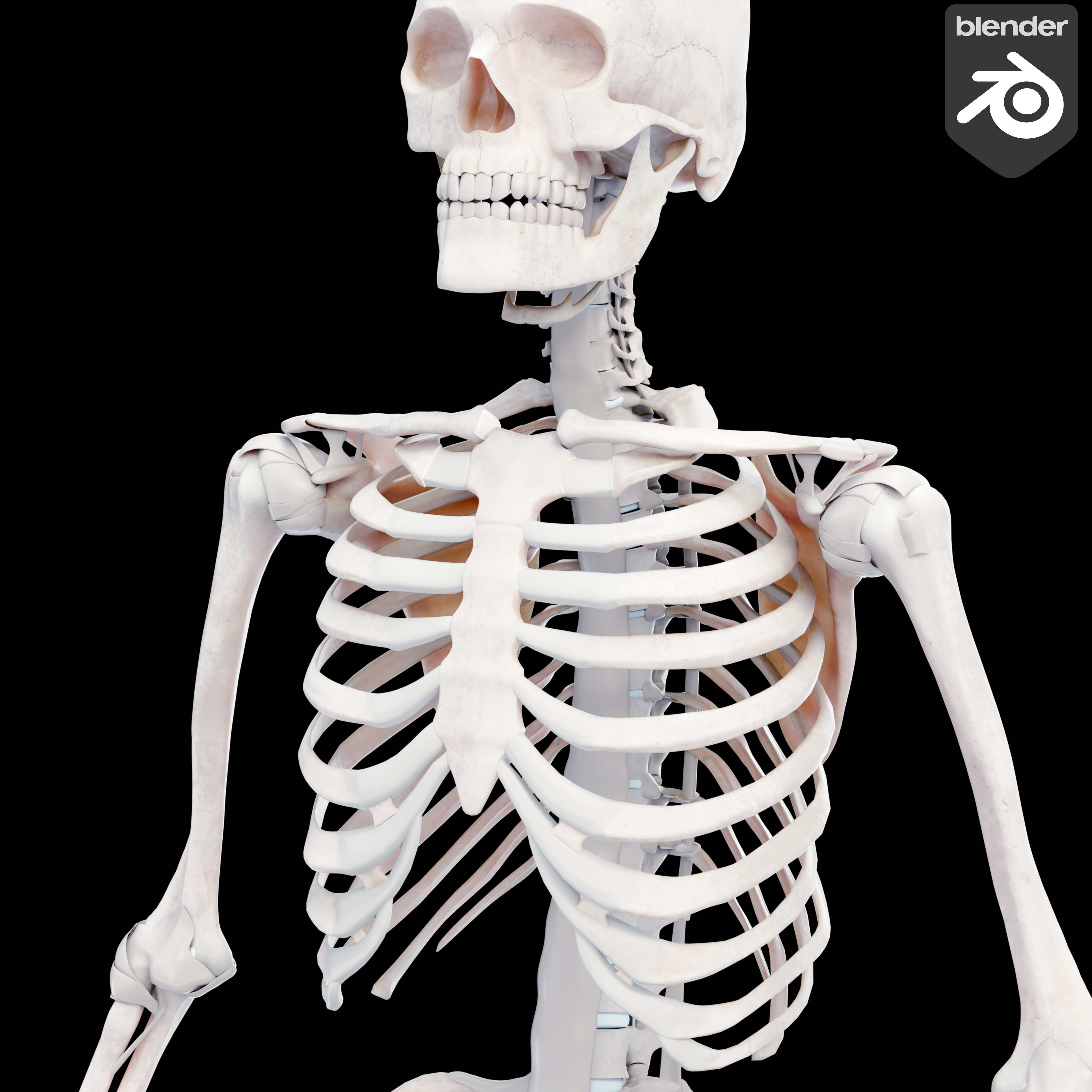HD Rigify Adult Male Anatomical Skeleton
