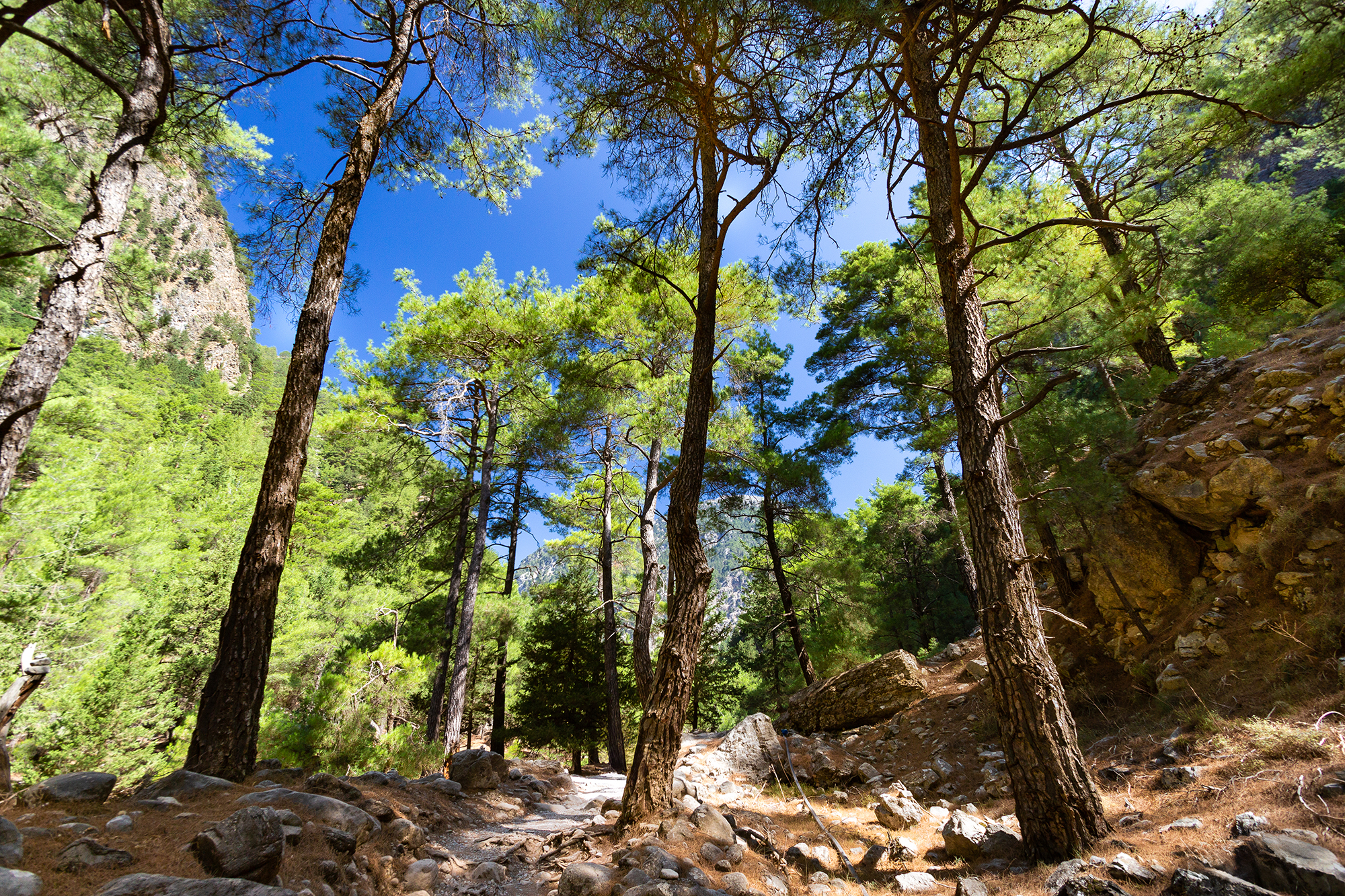 Gorges de Samaria ( Crète)