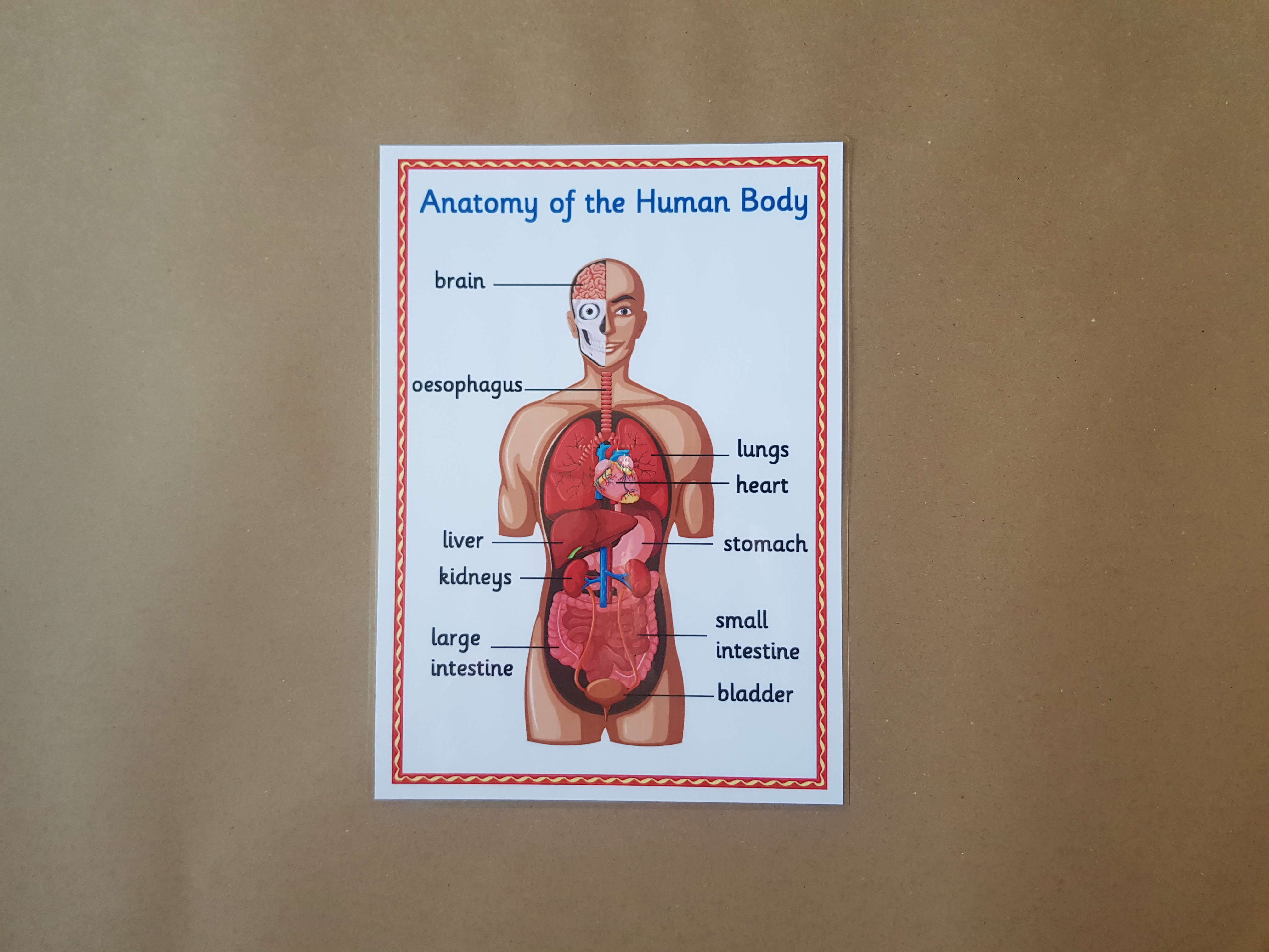 Anatomy of the human body - KS1/KS2 Poster 