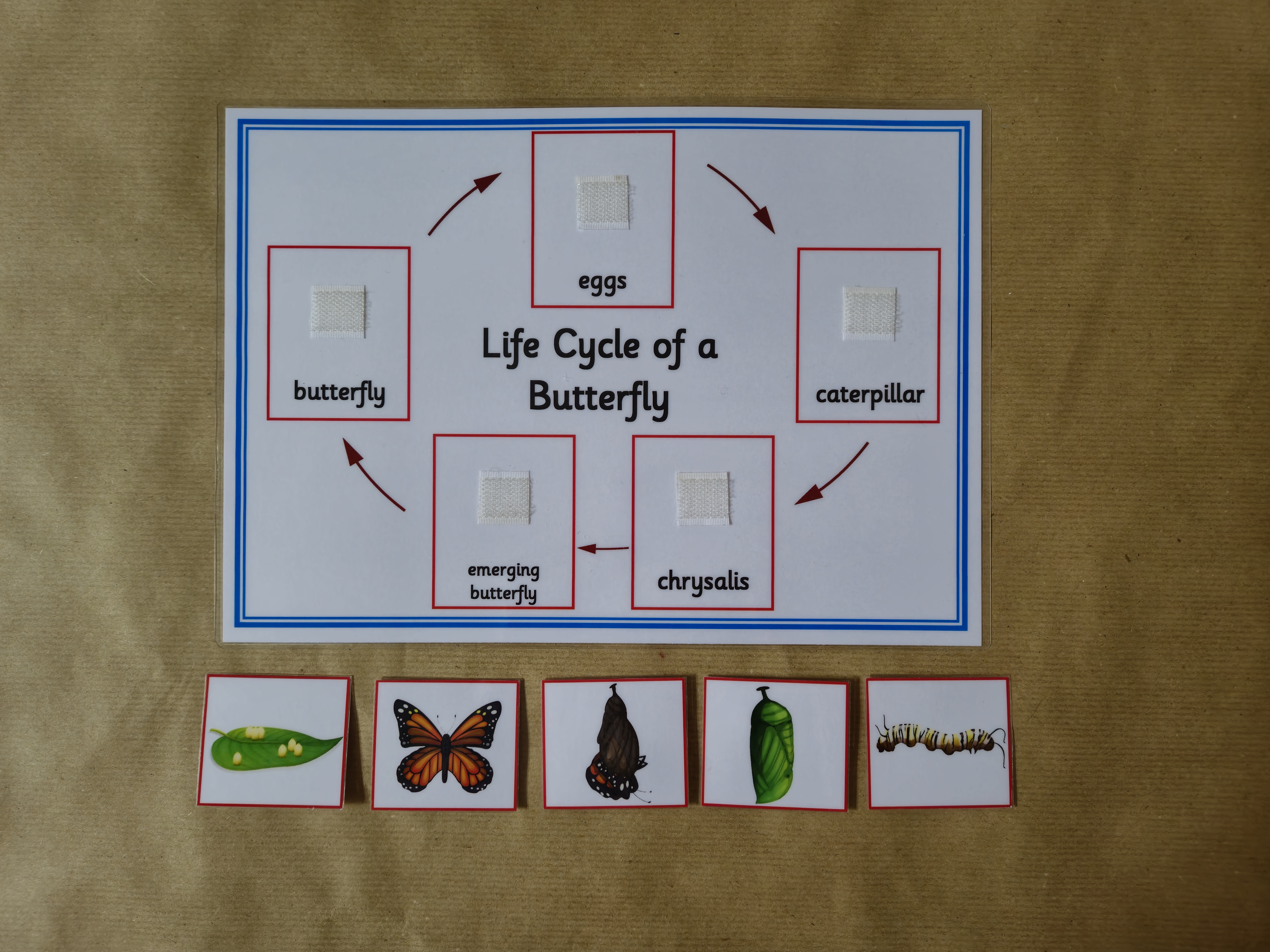 Life Cycle of a Butterfly - Sequencing activity 