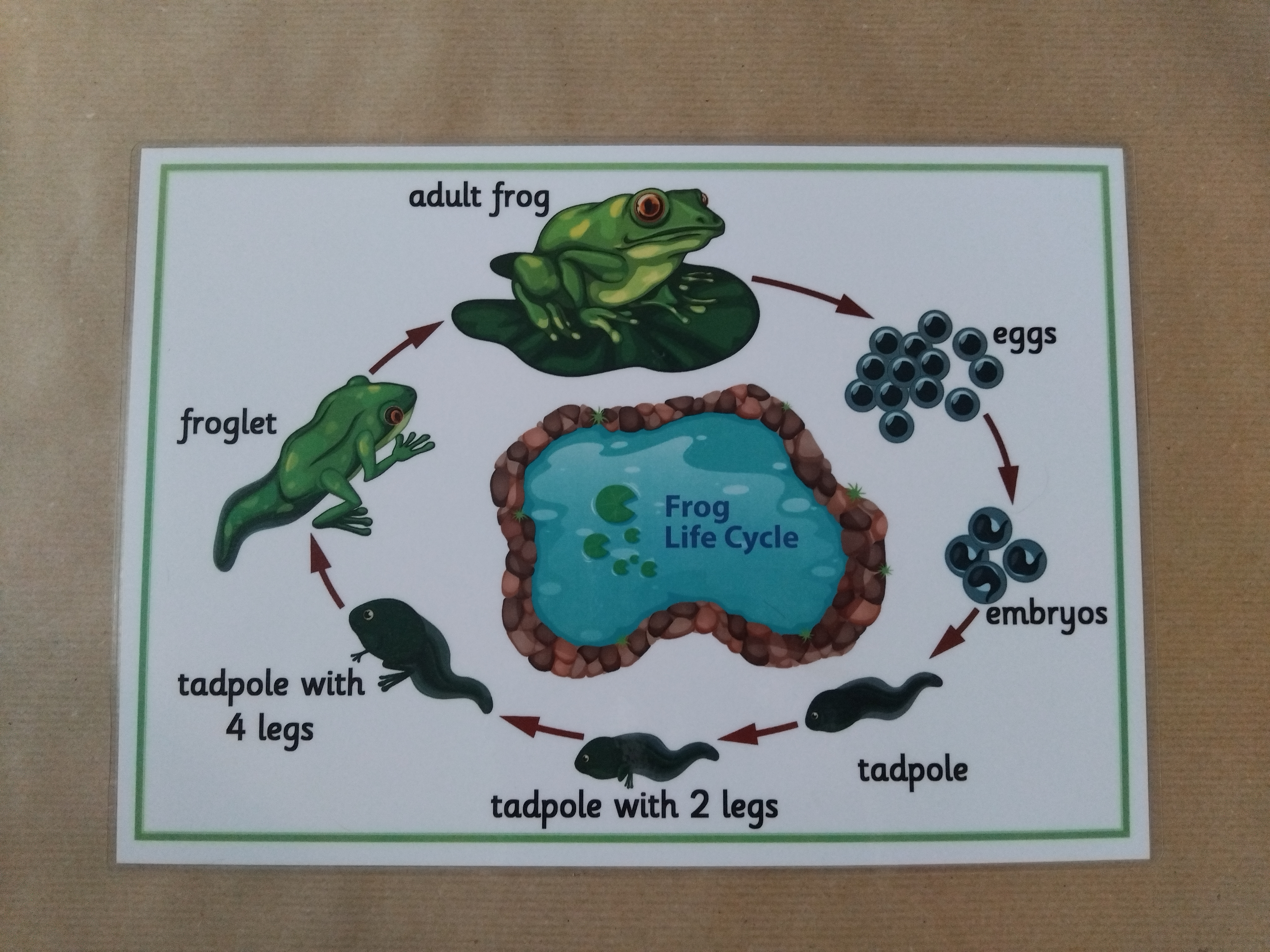 Life Cycle of a Frog - EYFS/KS1 Poster 