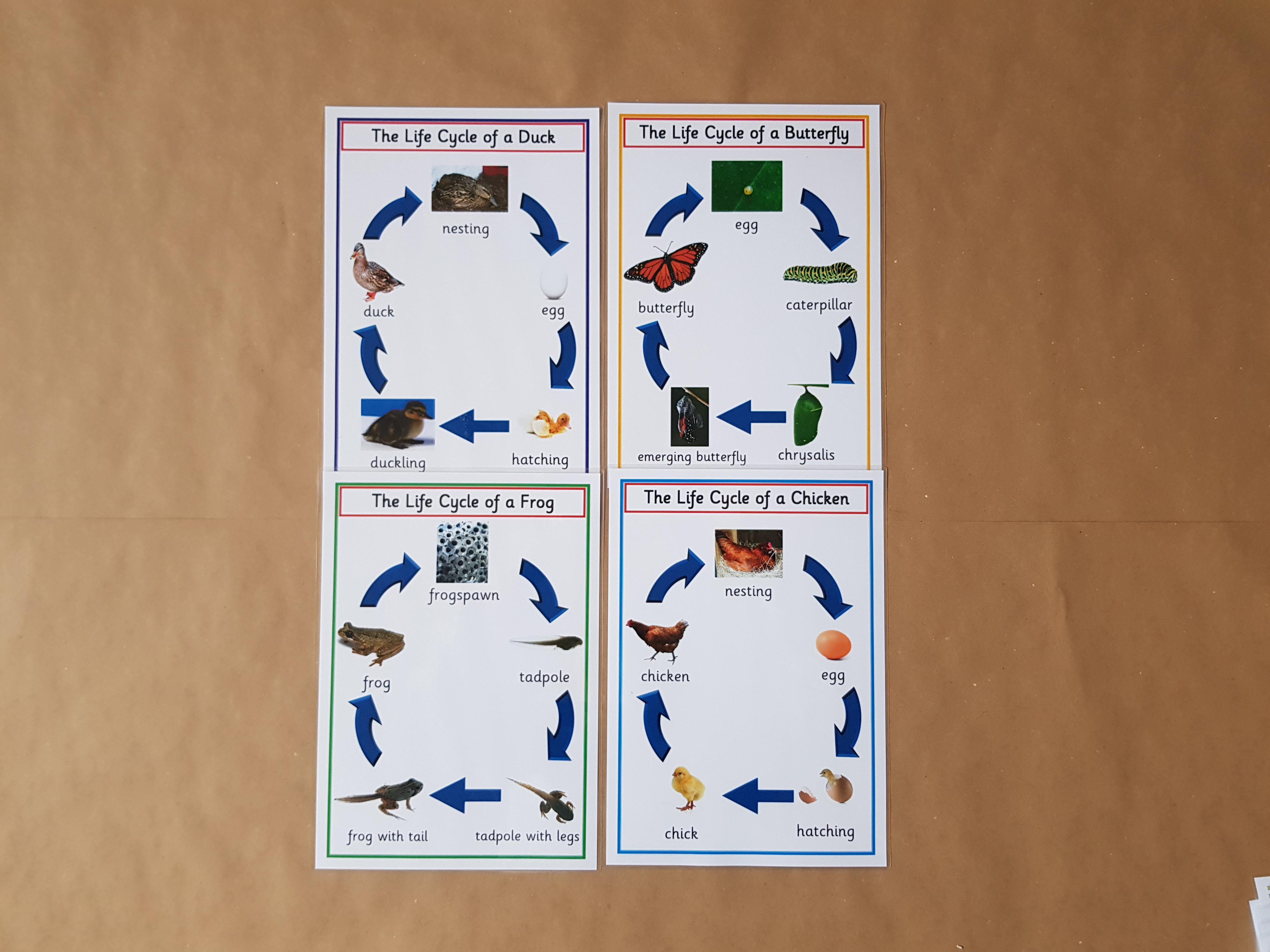 Life Cycles  - EYFS/KS1 Posters 