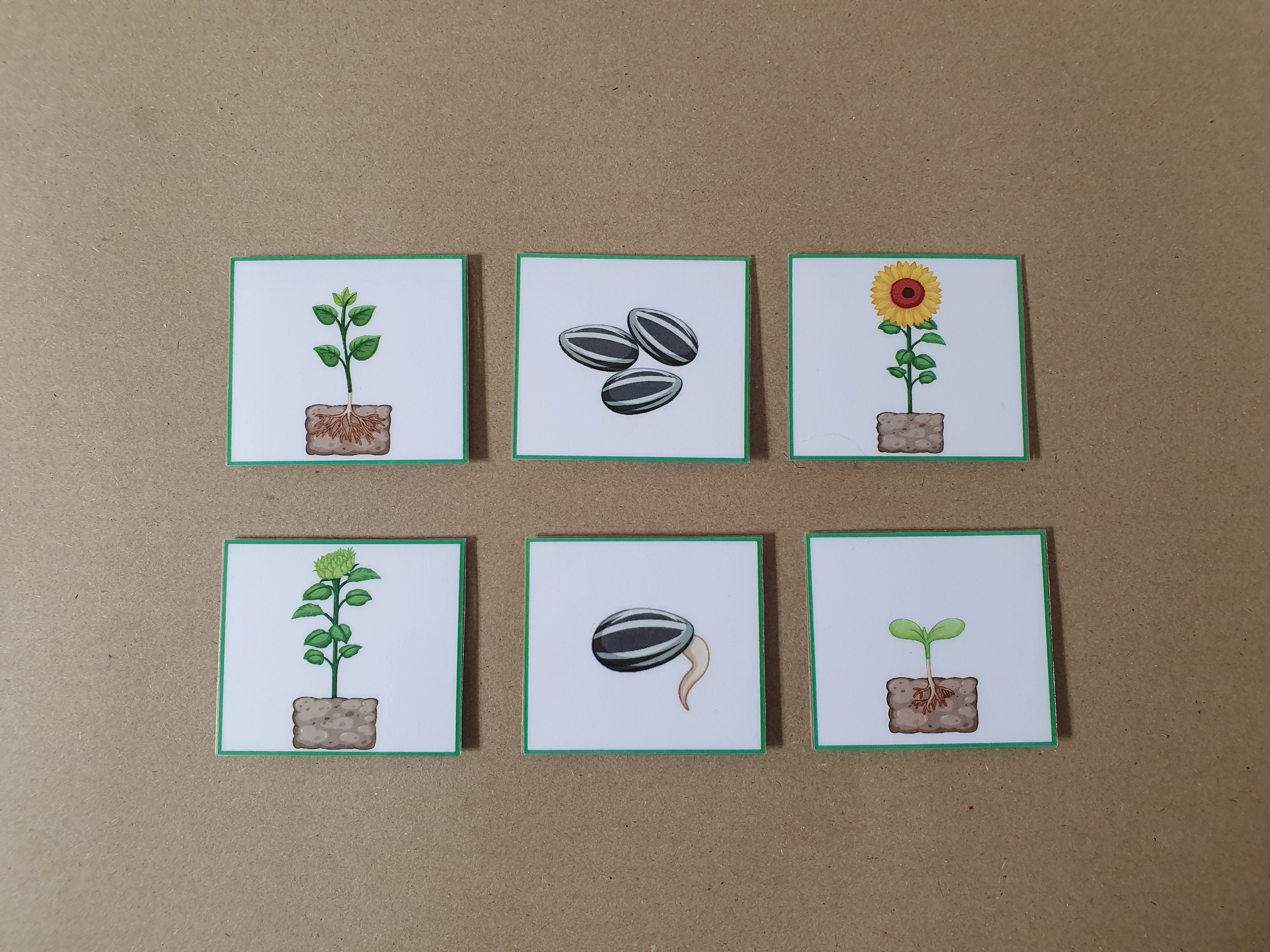 Life Cycle of a Sunflower - Sequencing activity 