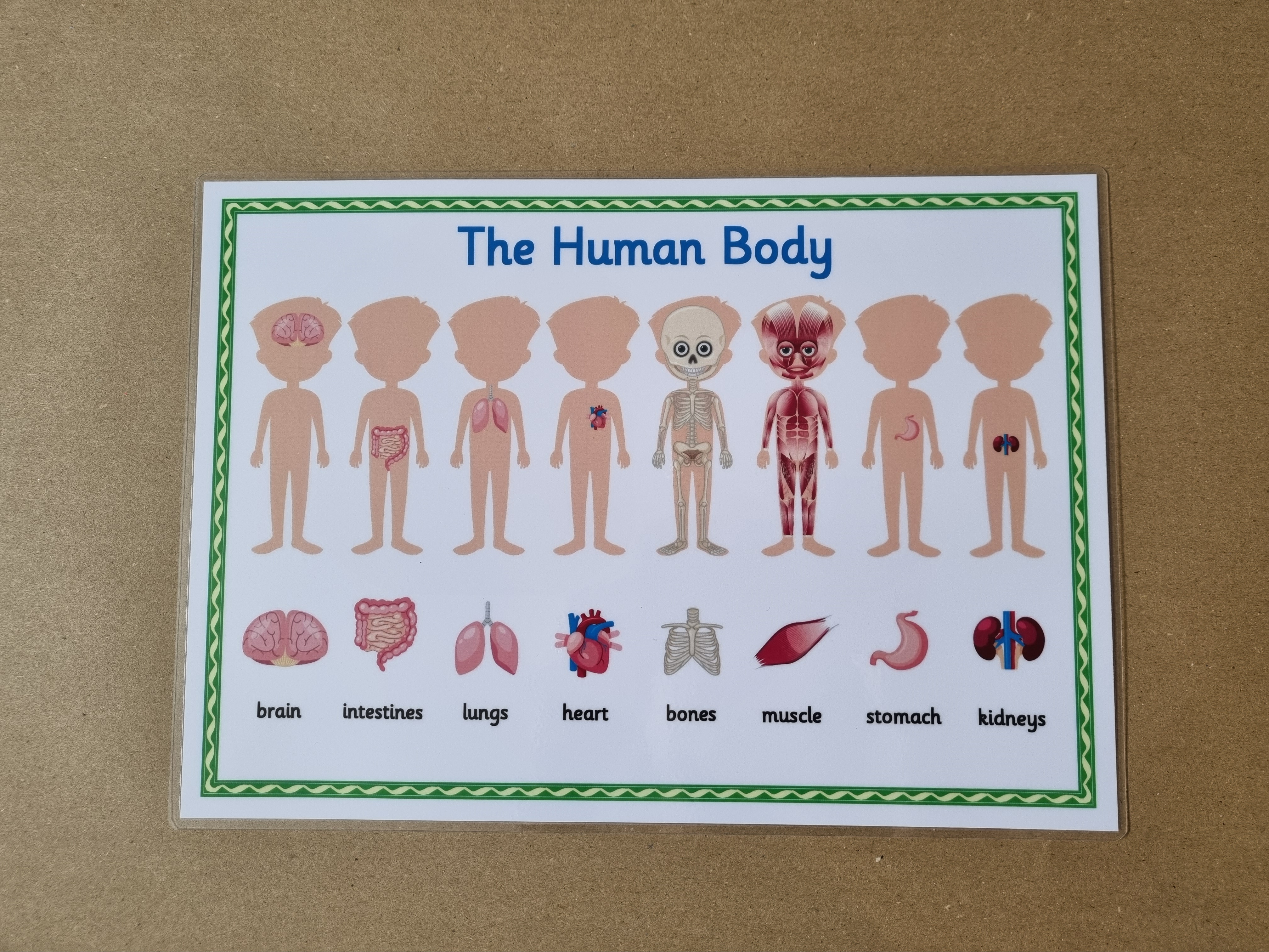The Human Body Poster 
