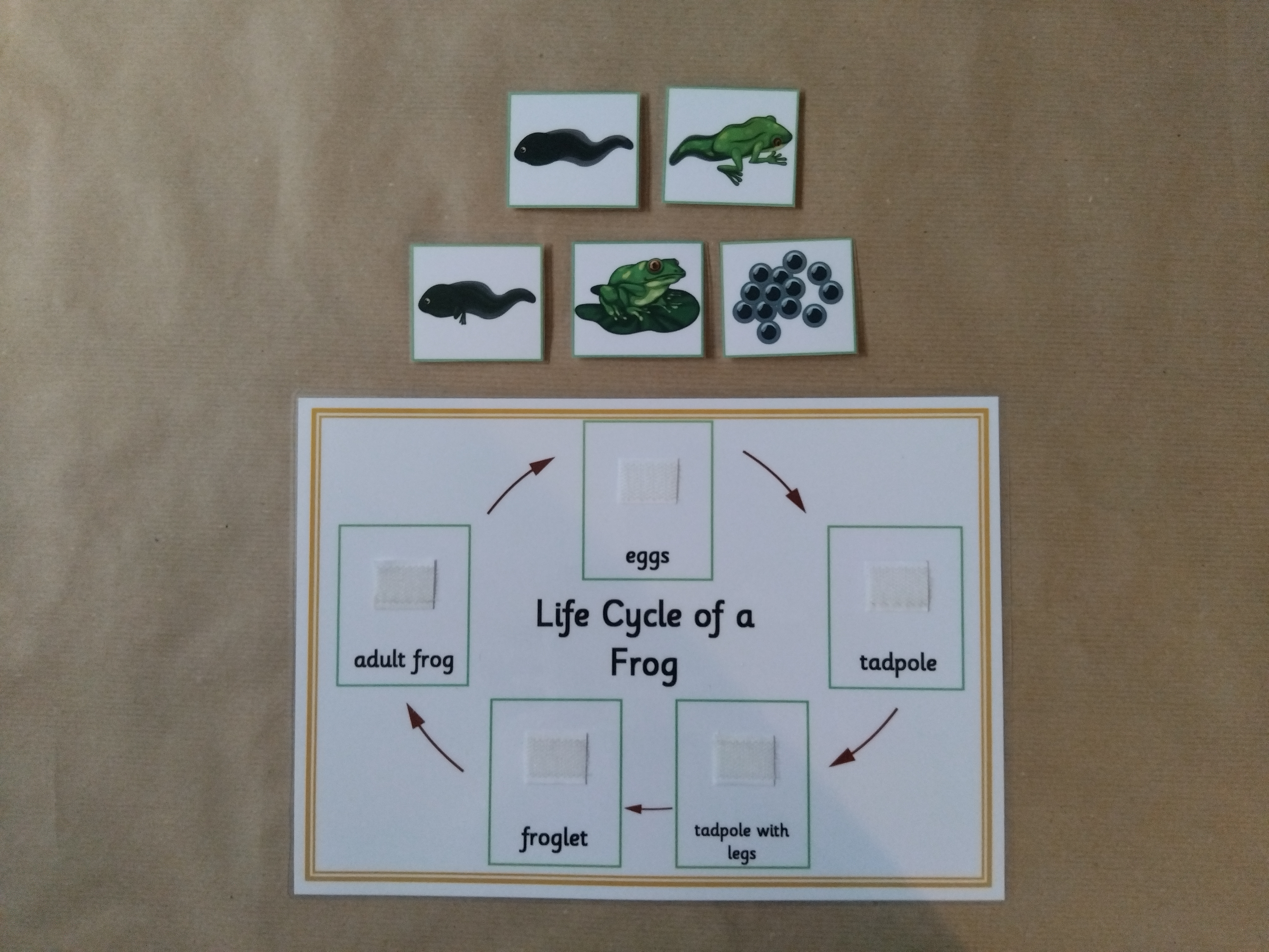 Life Cycle of a Frog Bundle - Sequencing activity, flash cards, figures